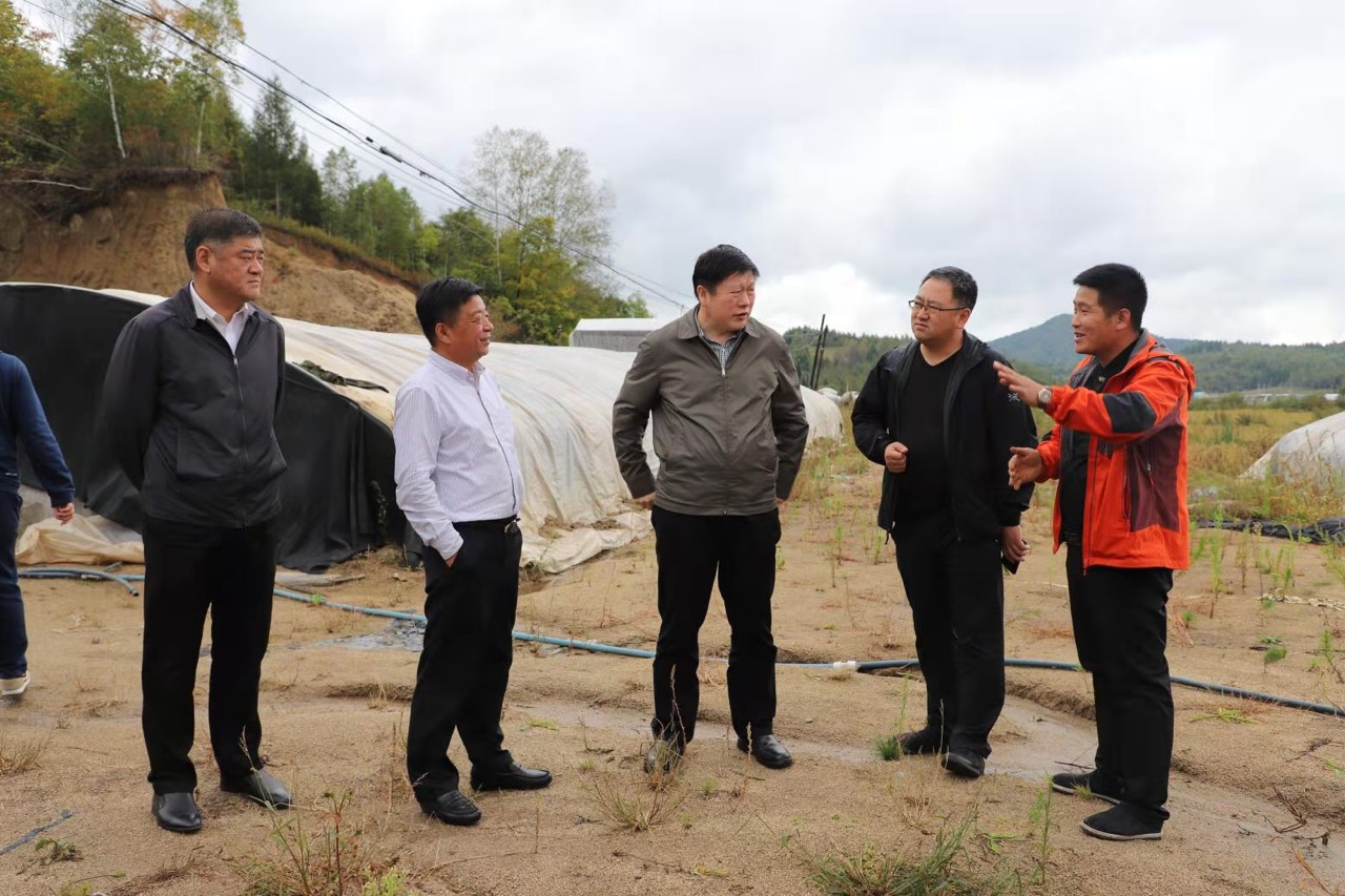 “黑牡丹”绽放黄松甸，白山灵水毓珍奇