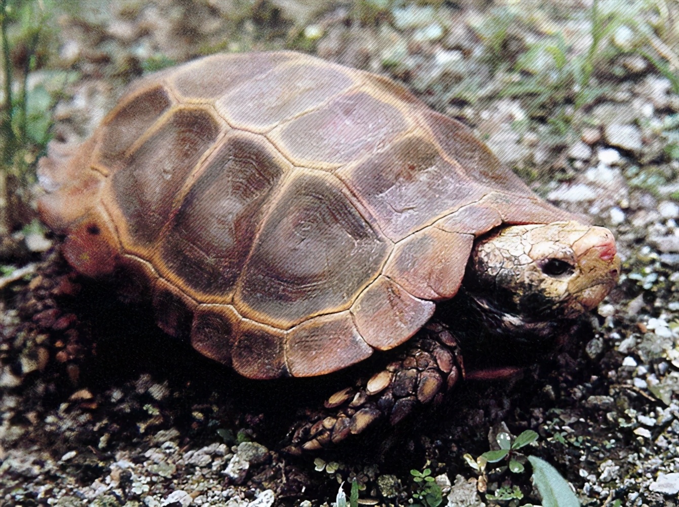 龟类图集_淡水两栖_西南渔业网 水花鱼 水产养殖专业