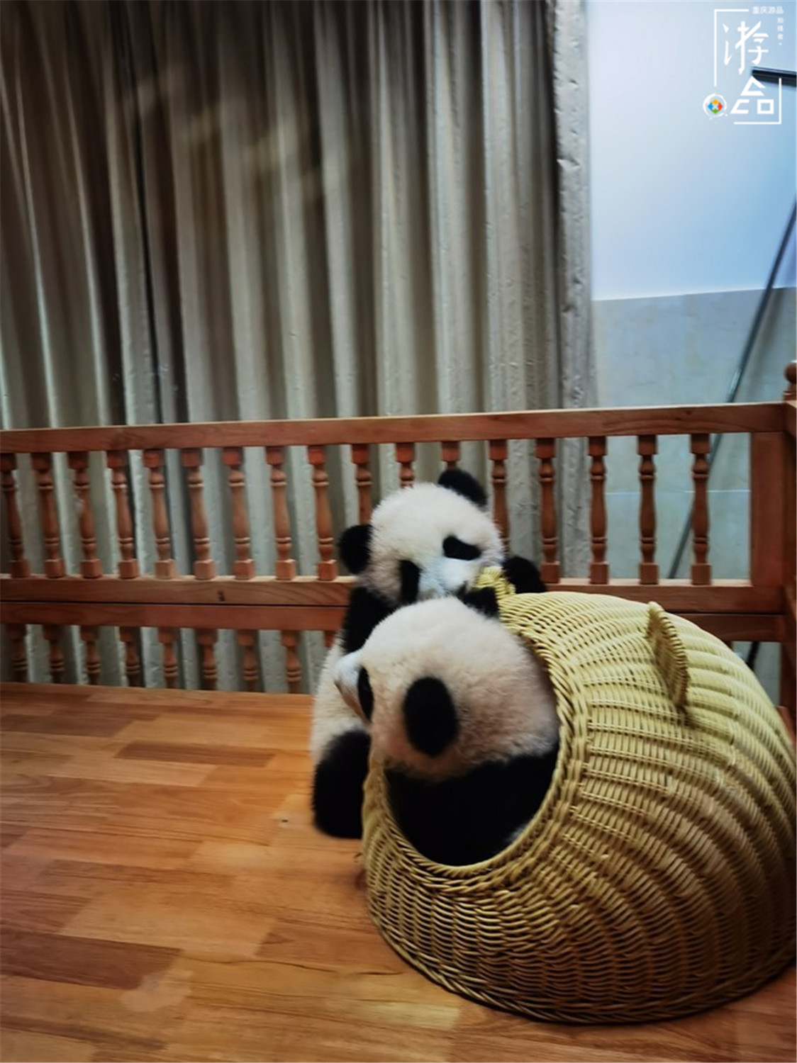 重庆就有大熊猫为何还要去成都看？数量更多规模更大，可爱爆表