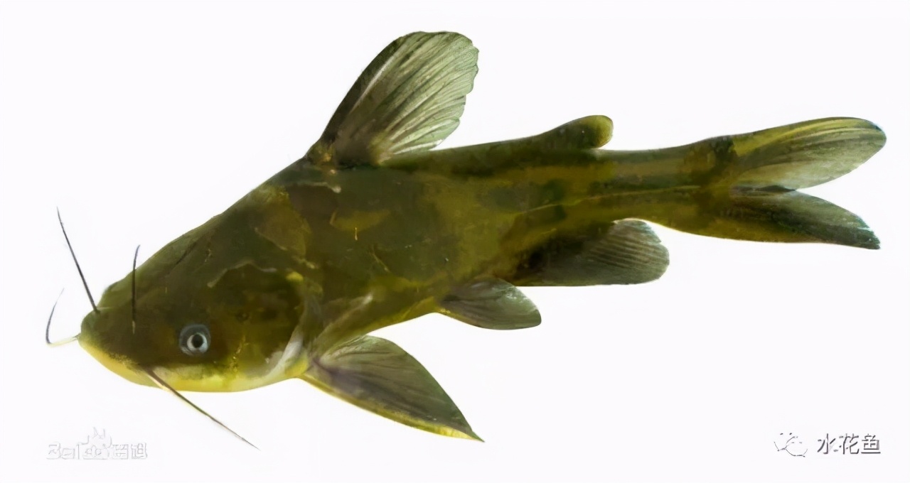 鱼的性别"转化"：从鱼"雌性"转化为鱼"雄性化"的技术