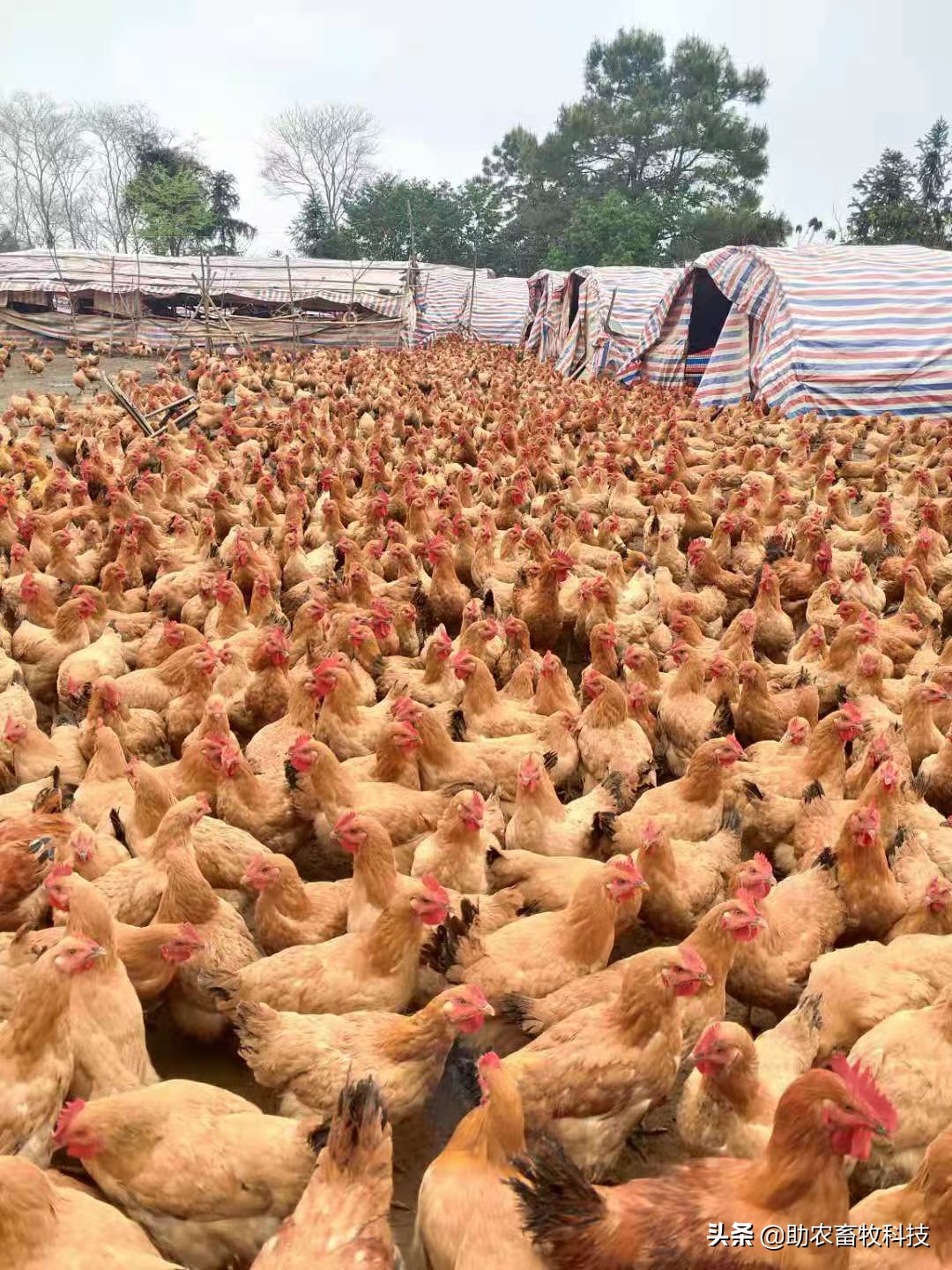 肉鸡养殖使用养鸡专用复合益生菌好处多