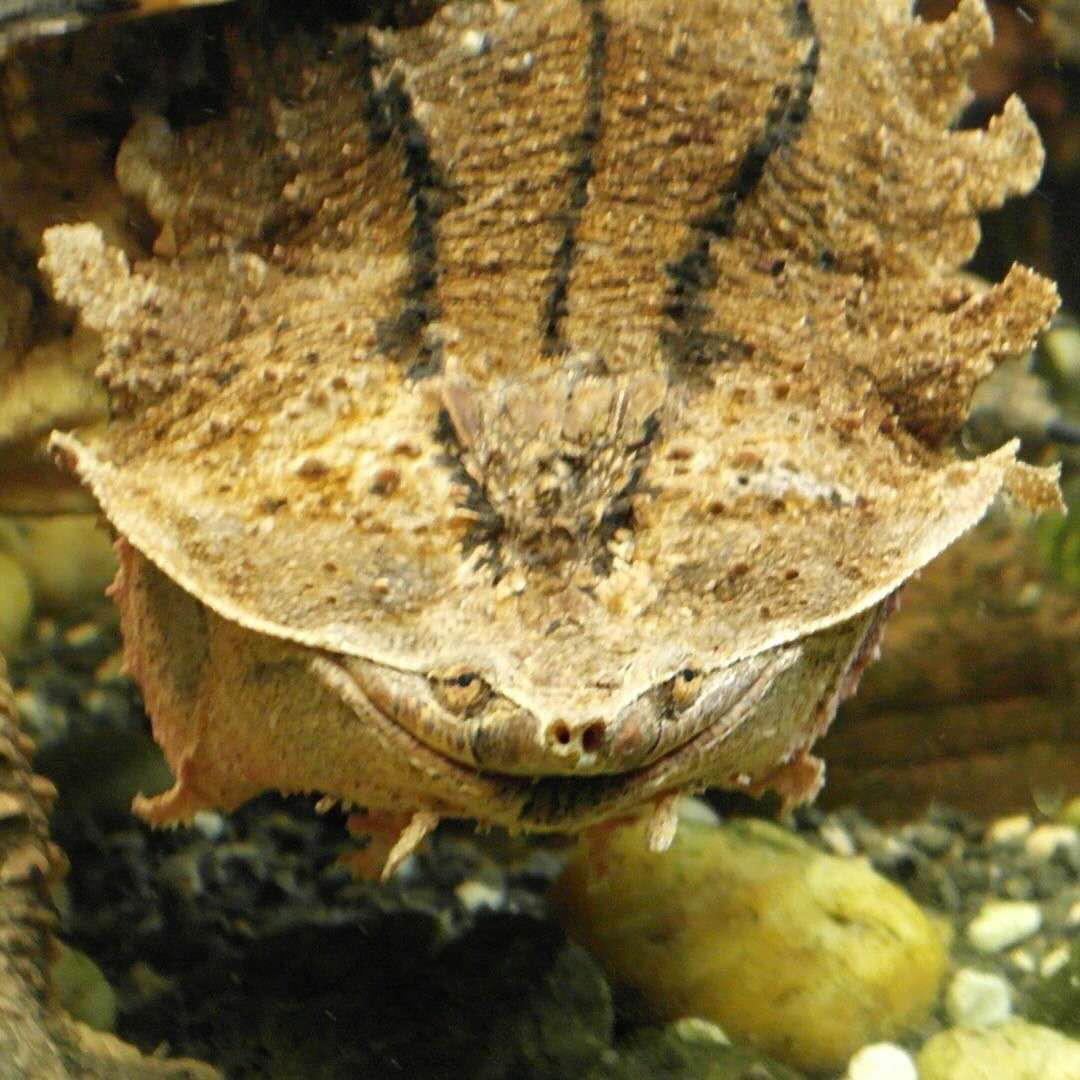玛塔龟浅色的腹甲上有着些许深色的斑纹,有着蛇颈龟科明显特征的脖子