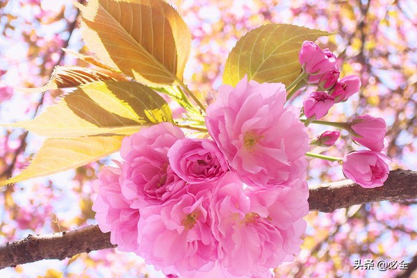 櫻花樹怎麼栽容易成活？櫻花栽植的注意事項