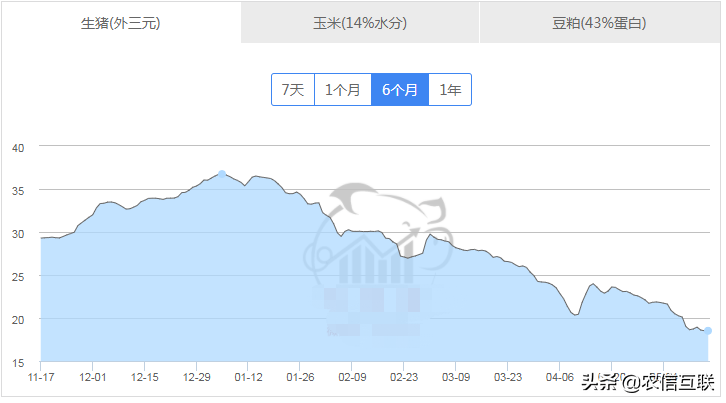 官方：年出栏肥猪超6.9亿头！猪价反弹落空！为何有人看好后市？