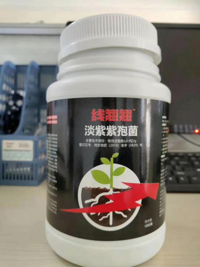 如何防治柑橘根結(jié)線蟲，淡紫紫孢菌生物防治根結(jié)線蟲
