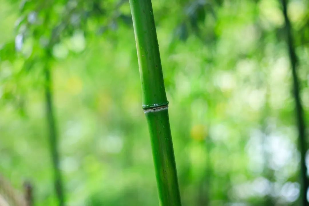 夏天最美的10个瞬间，就藏在这10首诗词里-第3张图片-诗句网