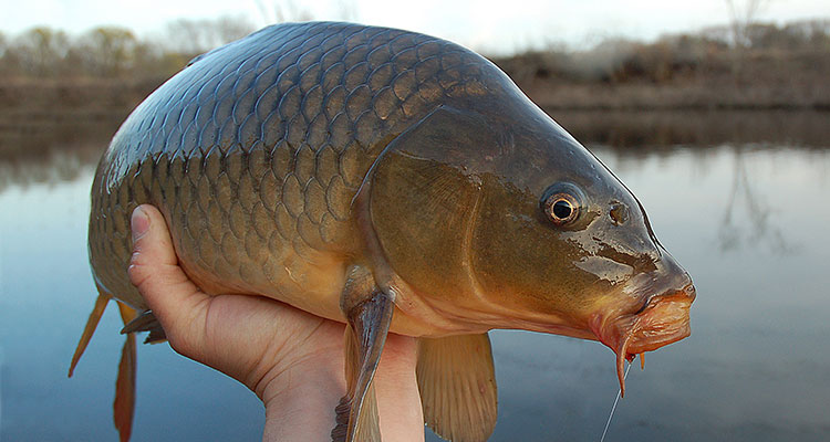 瀘沽湖的財富：曾年產(chǎn)50萬斤野生魚，能否改造成“人工魚庫”？