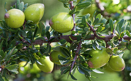摩洛哥驻联合国使团3日宣布,联合国大会已经通过决议,决定把每年的5月