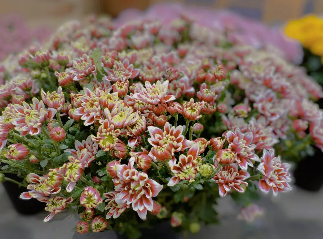 中国开封第38届菊花文化节开幕