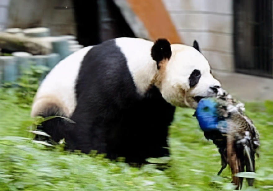 连续四次伤人！北京动物园这只熊猫火了！战斗力太强悍
