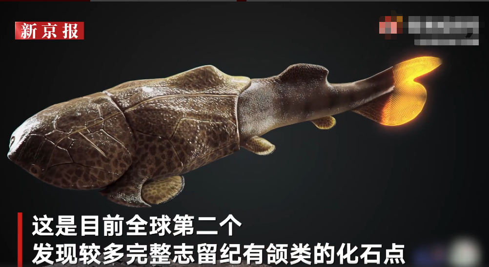 重庆秀山发现志留纪袖珍边城鱼：体长仅4厘米 或系凶猛掠食者