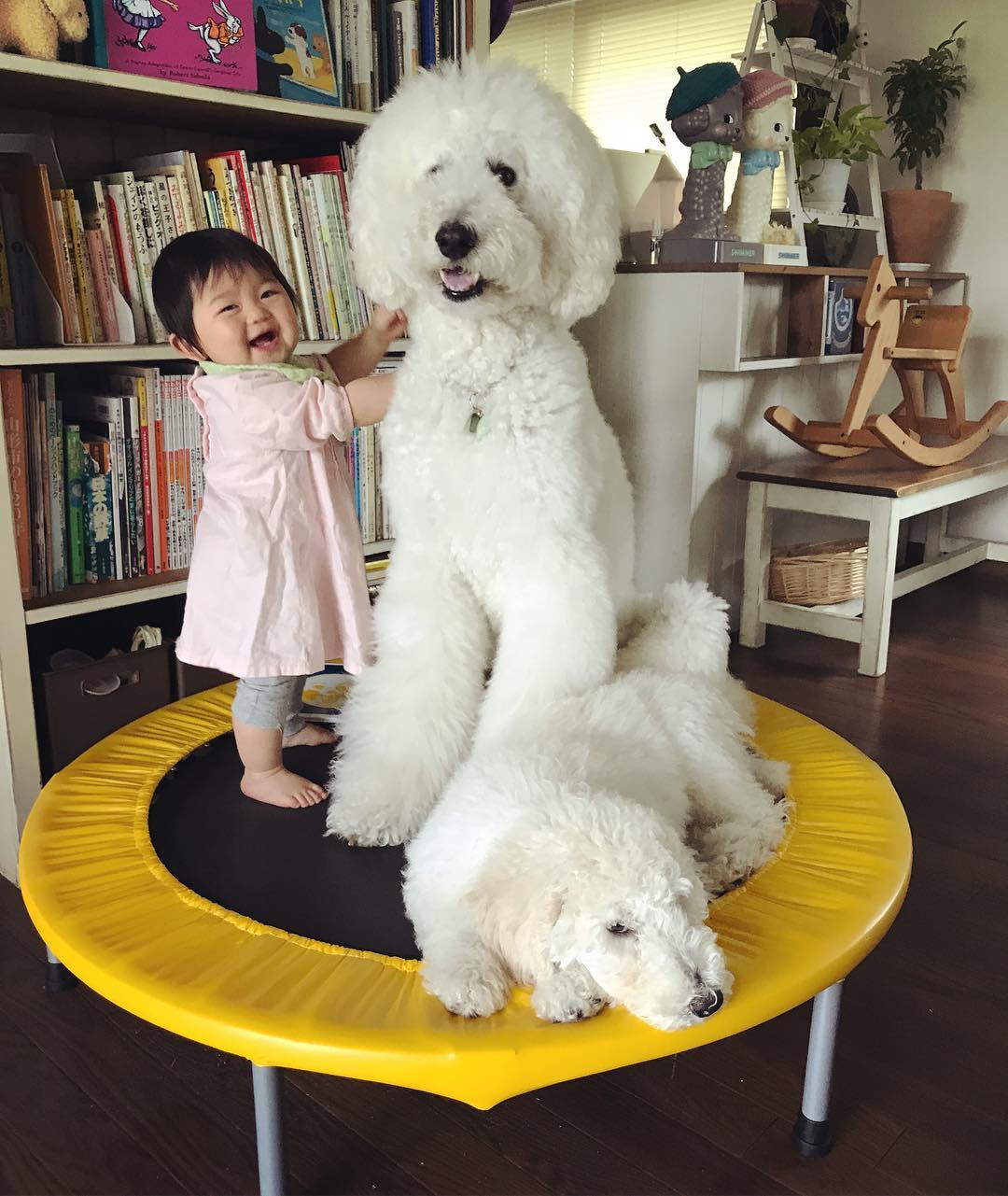 日本老太用贵宾犬给小女孩拍照，结果让你心都融化了