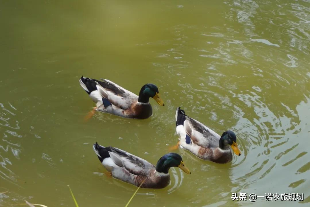 乡村振兴:建好九个“园”,做好传统与现代的衔接