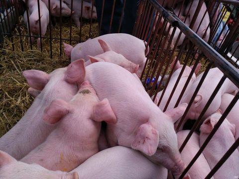 冬季初生仔猪腹泻与营养调控管理