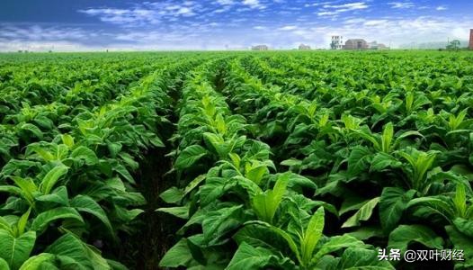 中国烟草一天纳税33亿元，为何在世界500强企业中