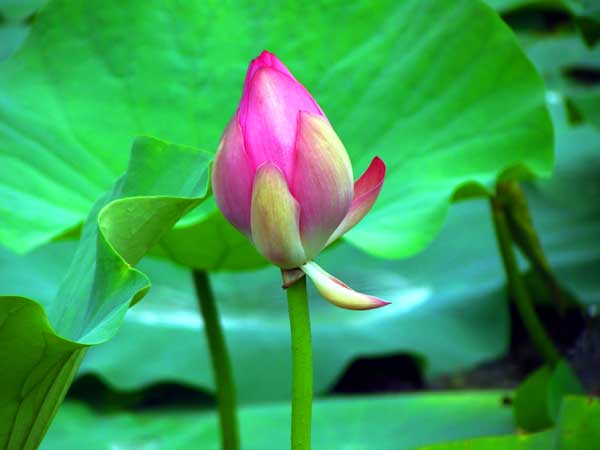 山东旅游：滕州微山湖湿地采风记（图）