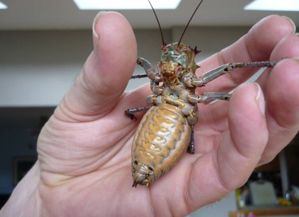 会捕食鸟类的虫子世界上最大的螽斯全身铠甲遇到危险会喷血