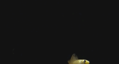 在河中讓鱷魚為之膽寒，在魚缸里受盡欺負，巨狗脂鯉為何要這樣？