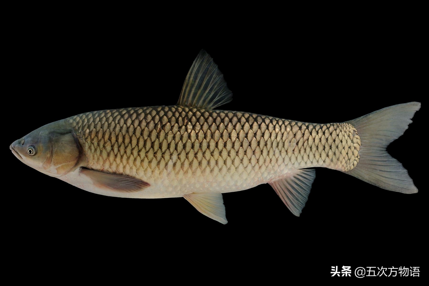 说说中国的四大家鱼