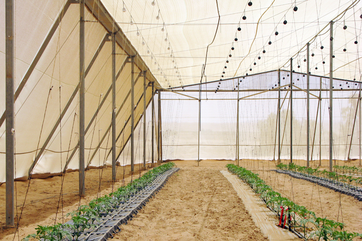 沙漠里可以种植蔬菜吗？沙漠修建的温室大棚原来有妙用