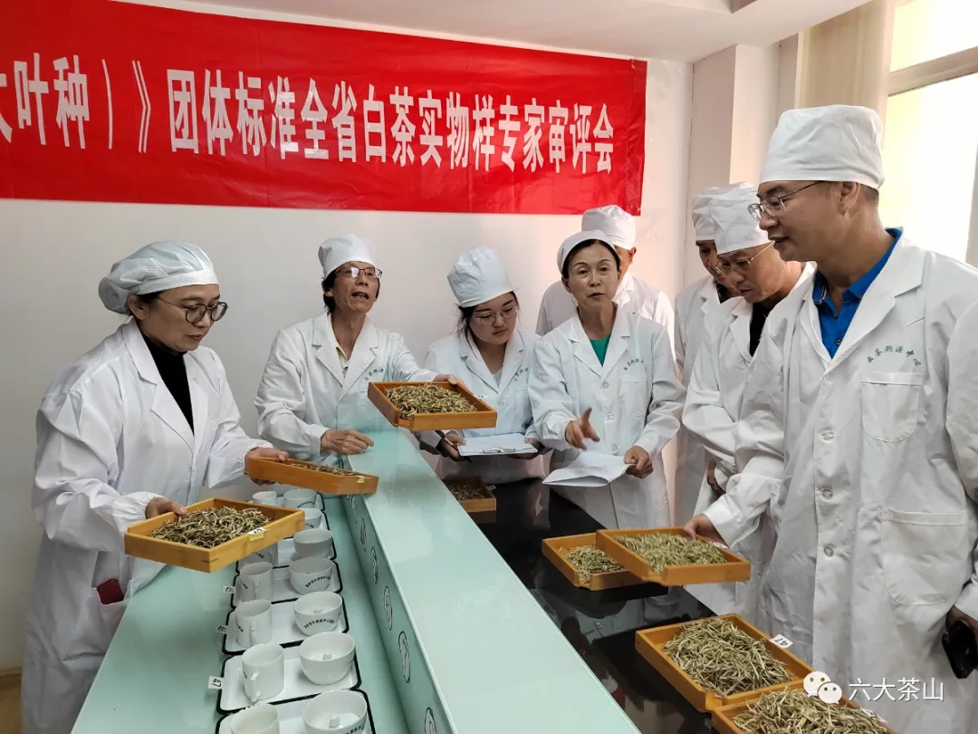 六山积极配合云南省白茶团体标准制定工作,助力云南白茶产业发展