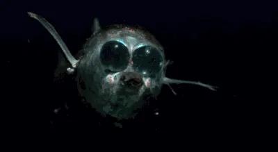海底有多恐怖？
