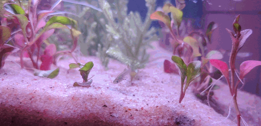 生态养鱼好搭档，画法几何两栖生态鱼缸开箱初体验