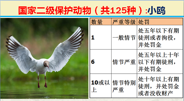 国家最新125类二级野生保护名录，图片及违法对应刑责