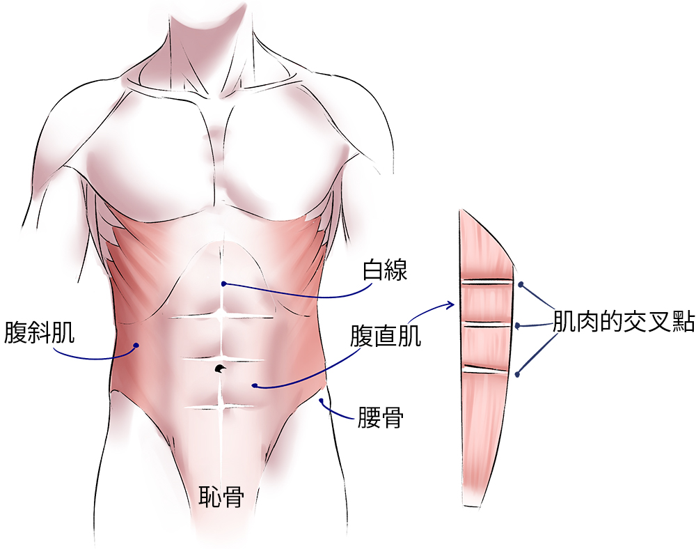 绘画新手如何快速画出人体肌肉？人体肌肉绘画指南