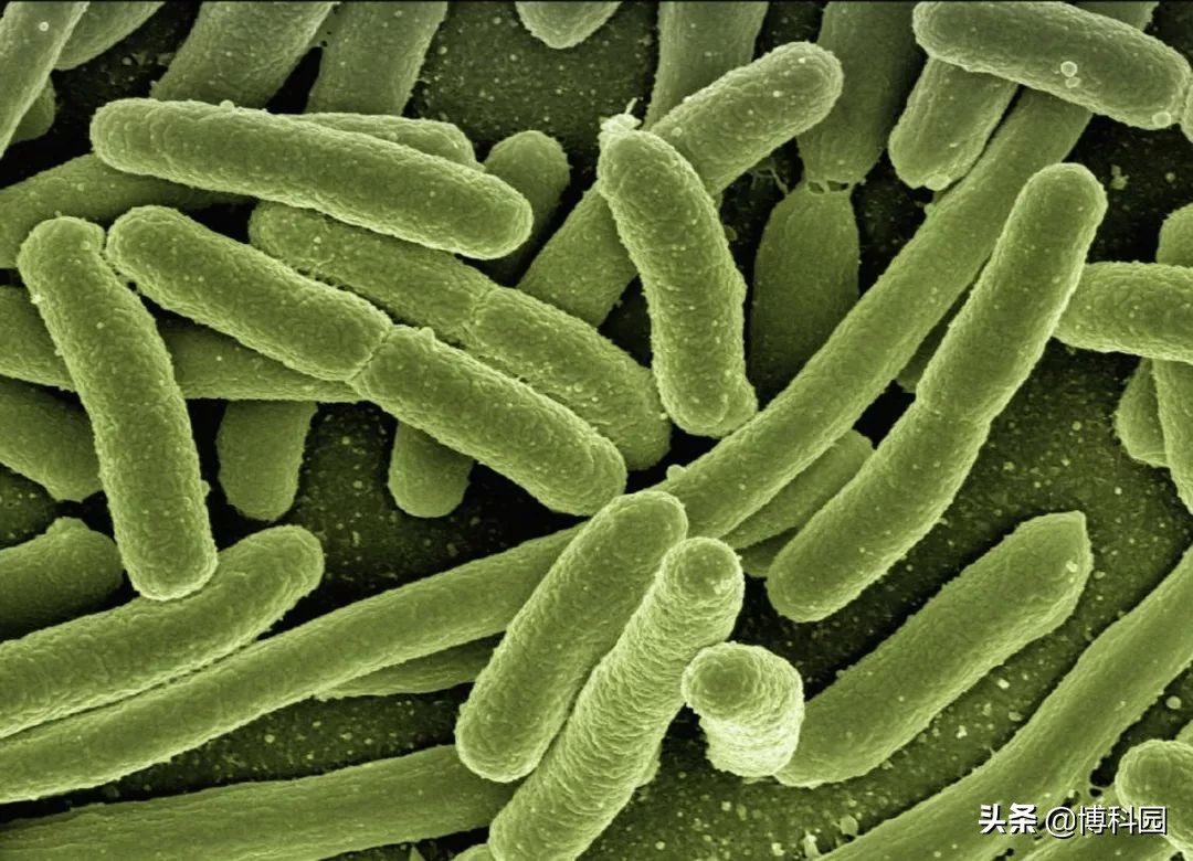 仅美国就有100万人感染沙门氏菌，现在终于能快速检测到了