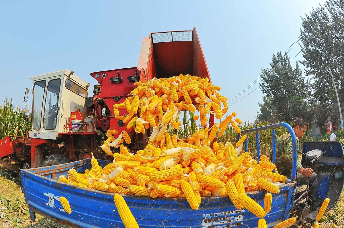 玉米博弈激烈,3个坏消息,5月继续跌?大豆下跌,附最新粮食价格