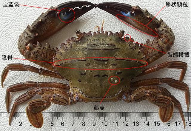 善泳蟳charybdis natator广泛分布于印度-西太平洋暖水
