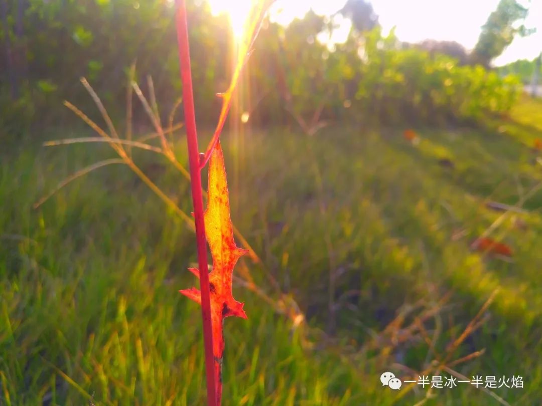 散文诗：秋日短章-第3张图片-非凡网