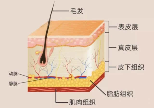 中年女人为什么都怕衰老？拼命扮“少女感”有错吗？衰老真相在此