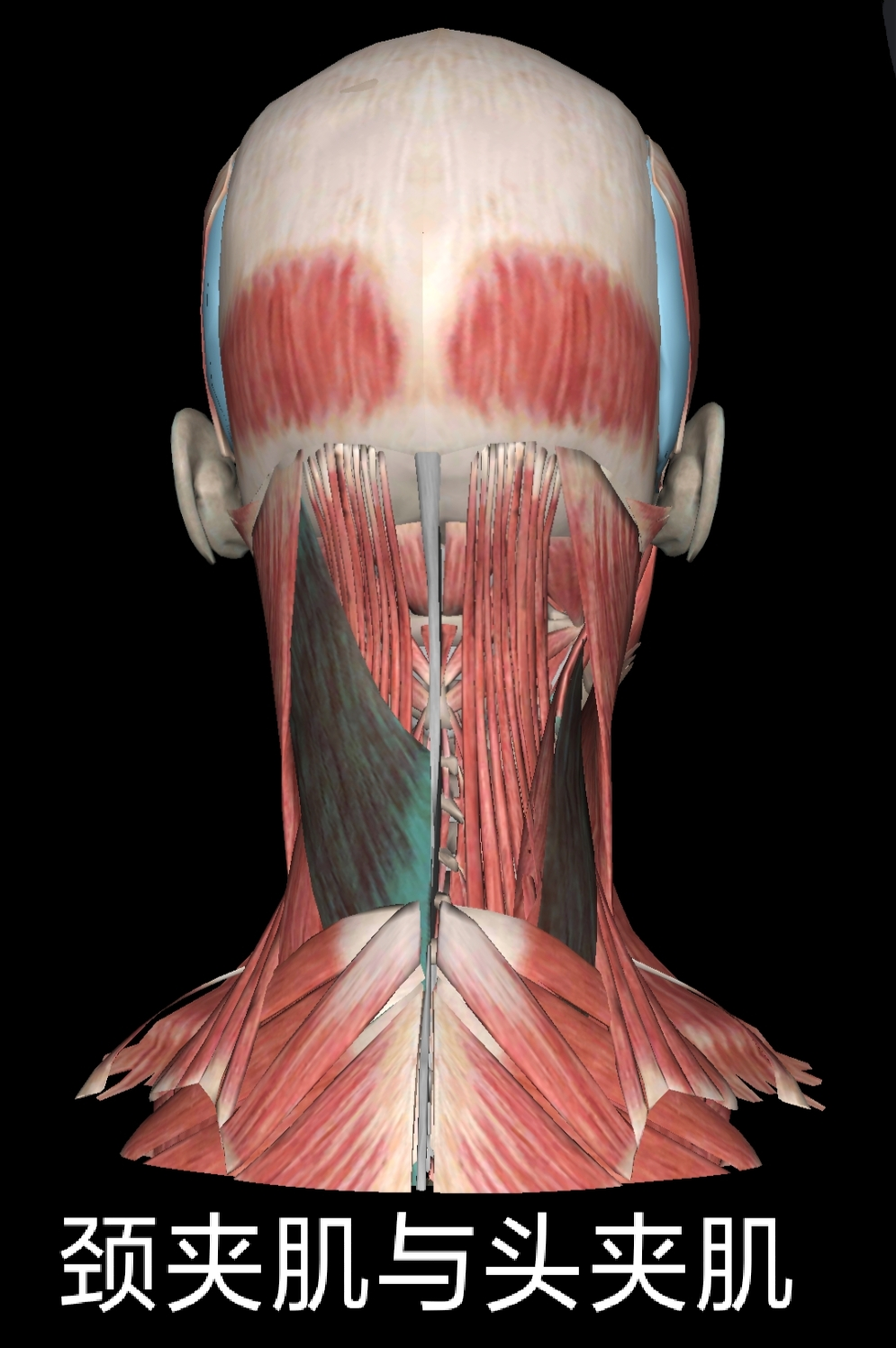 浅谈颈部解剖之“肌肉”