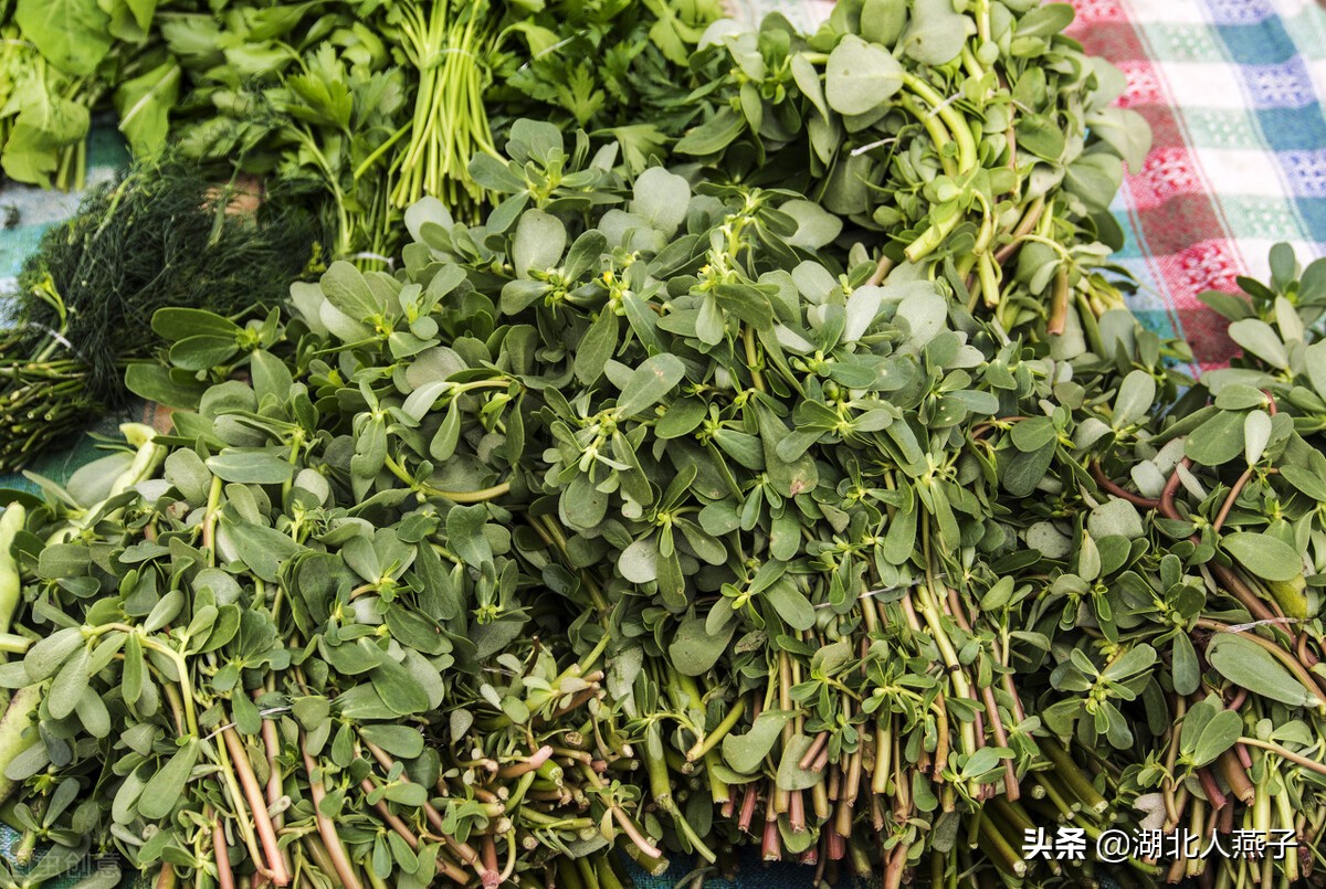 春天挖野菜，送你70种野菜图片大全，教你认识不同的野菜和吃法