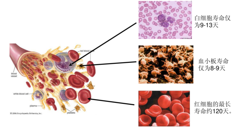 淋巴瘤患者自体造血干细胞移植，你了解吗？