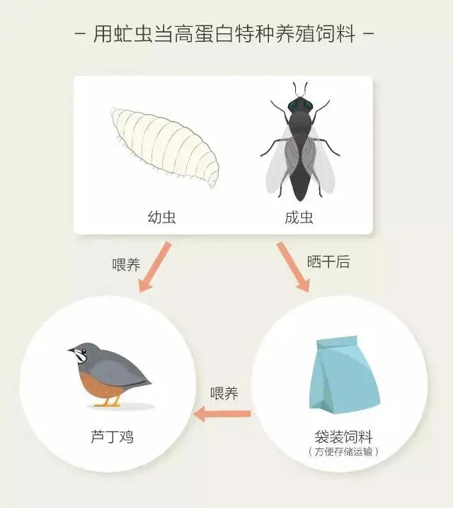 王泽铺利用黑水虻养殖搭建的三维循环农业的核心是什么？