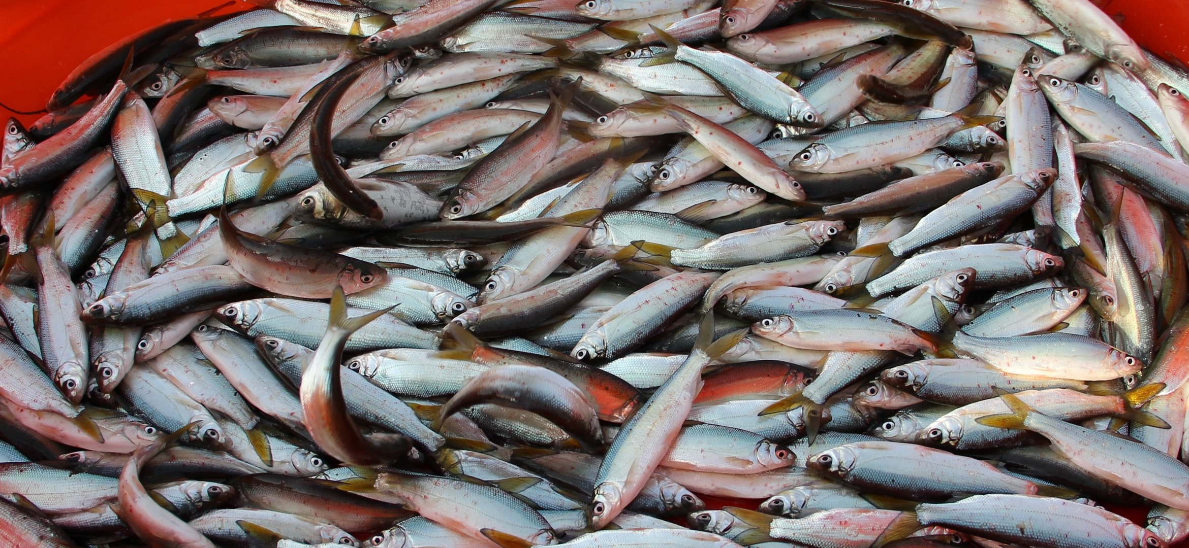 黄尾密鲴大规格鱼种专养和混养培育试验