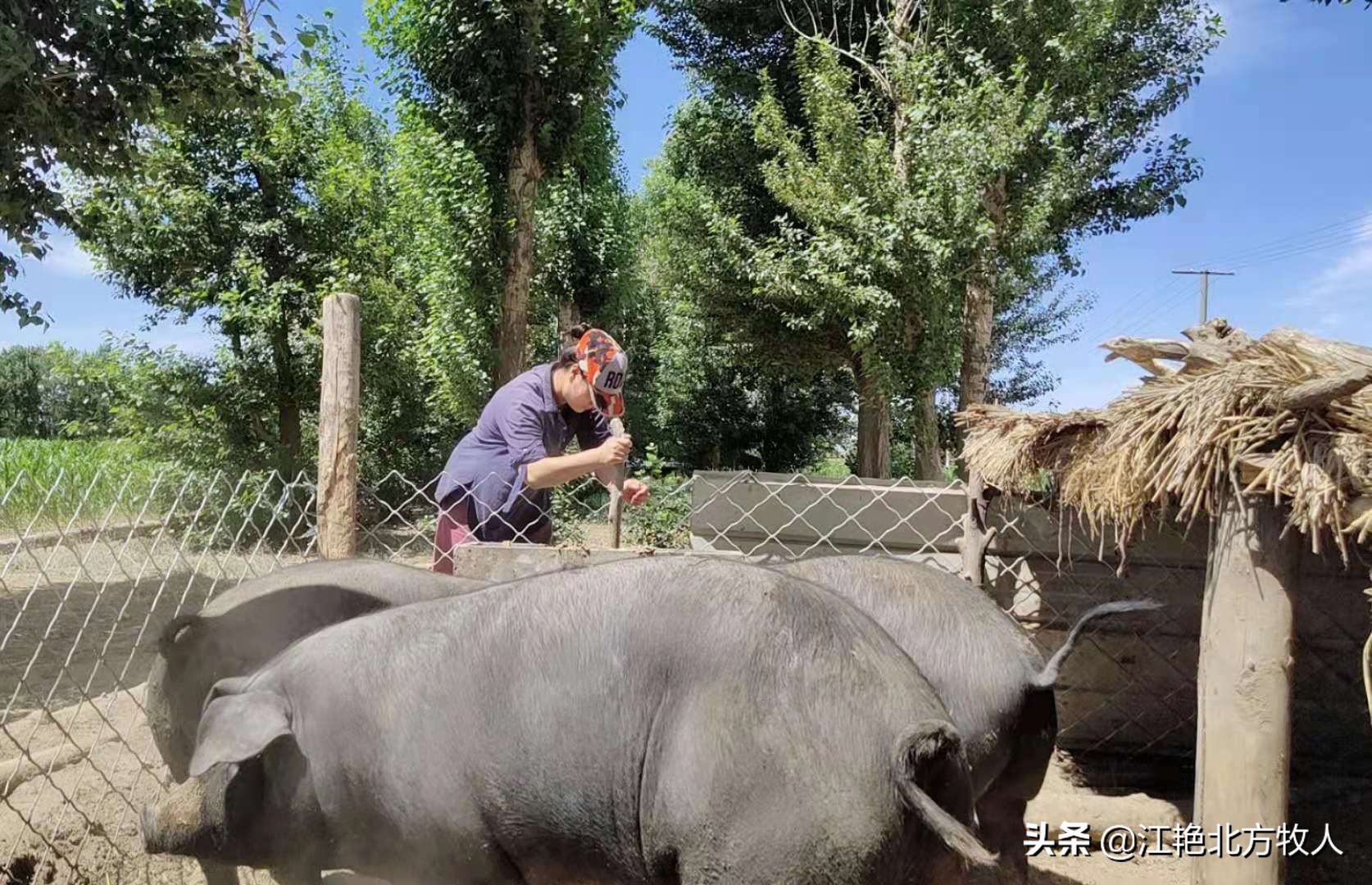 靠養(yǎng)殖到底能不能致富？江艷實(shí)話實(shí)說(shuō)，再聽(tīng)聽(tīng)她的致富經(jīng)