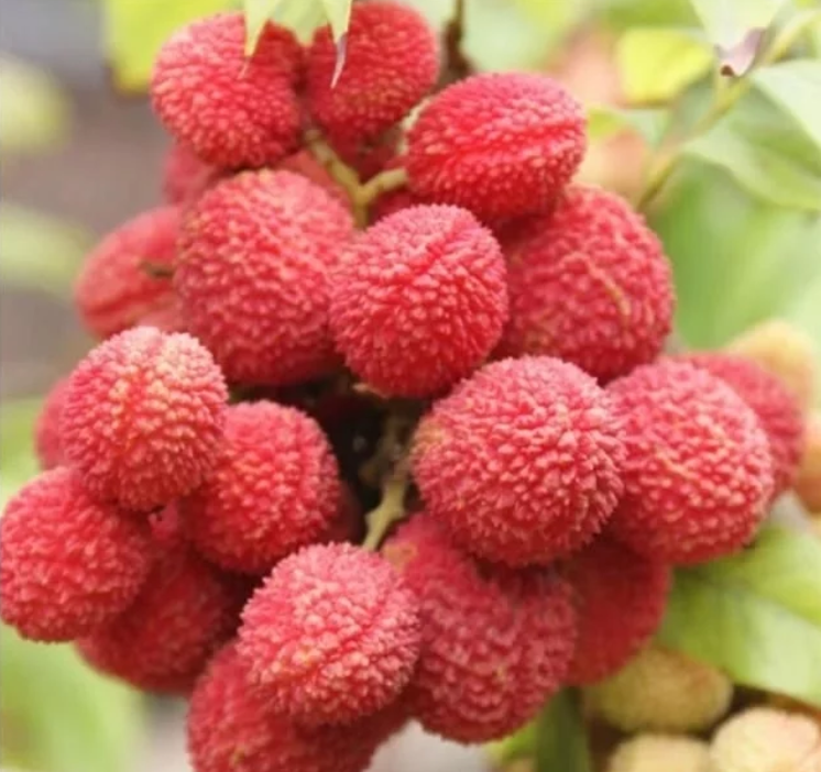 汪涵与海口市长直播带货荔枝，全程光吃不说话