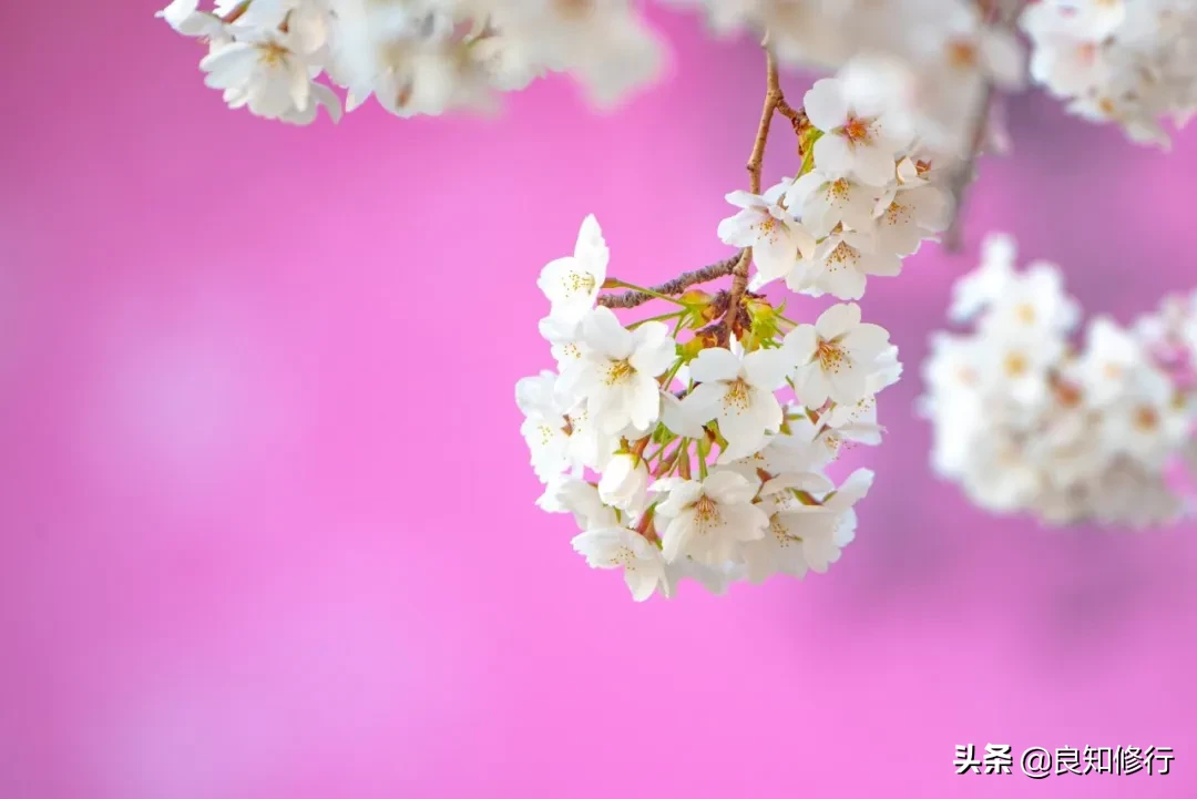 樱花经典诗句，古人写樱花的古诗