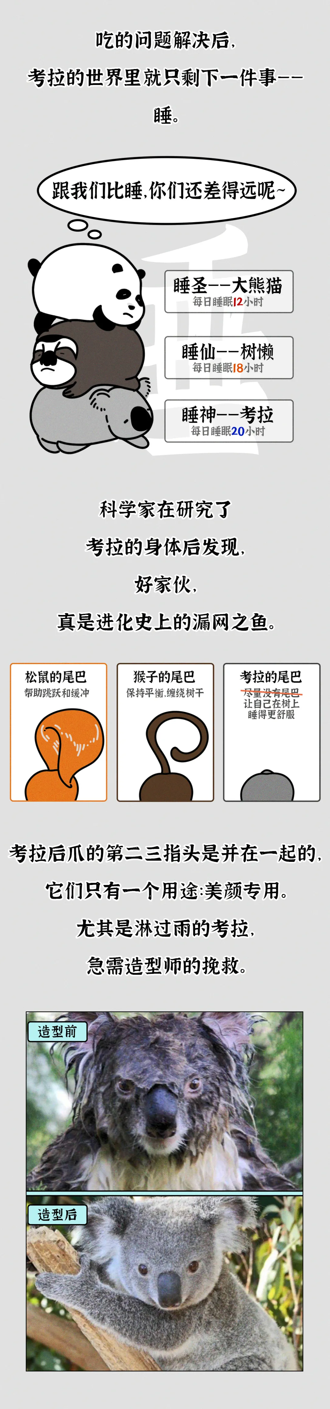 吃屎長大，一生嗑“毒”，這么萌的動物卻這么慘？