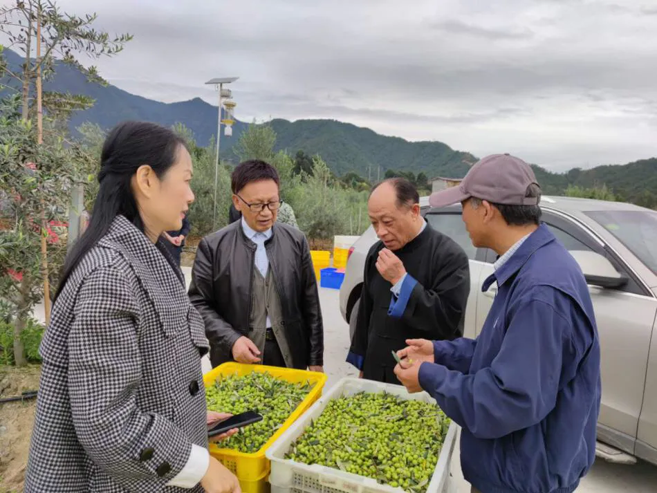 扶贫攻坚大凉山 冕宁县橄榄油产业优势凸显迎来发展新机遇