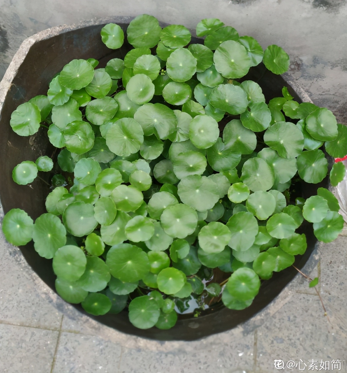 純水養花長不大，加點泥巴土，長滿新葉子