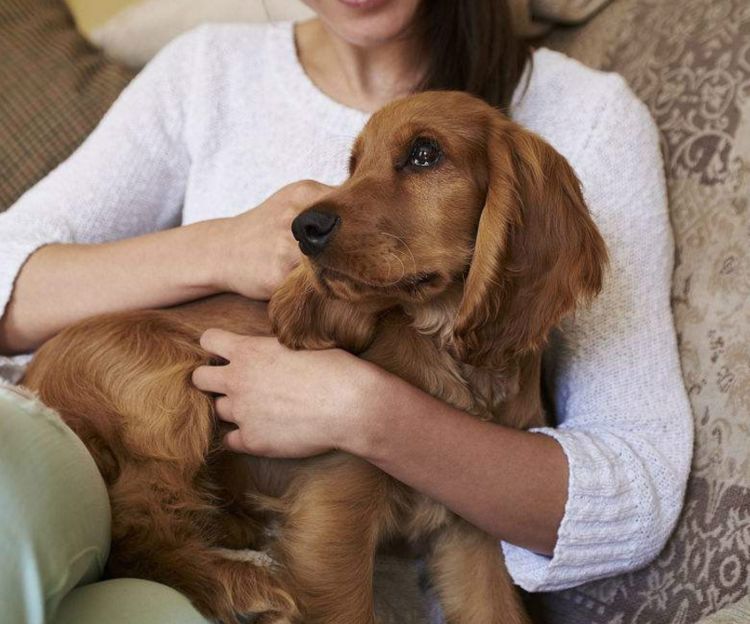 狗狗记住主人只需3个月，忘记主人要多久？答案你想不到