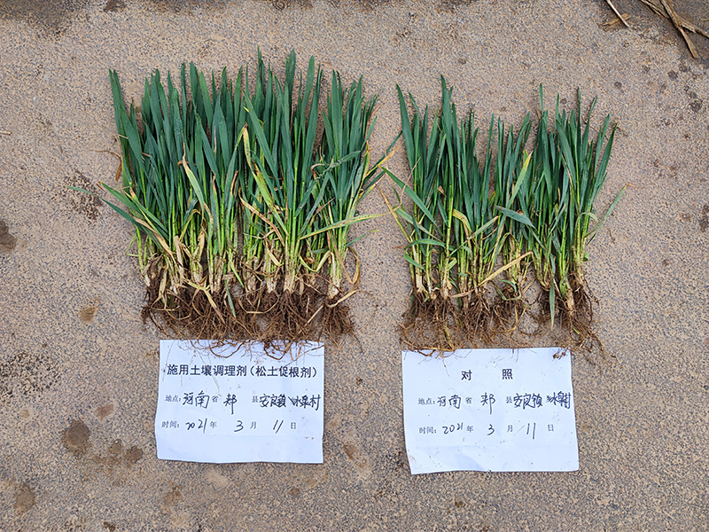 土壤调理剂松土促根剂作用于土壤，重点表现于耕层环境及作物根系