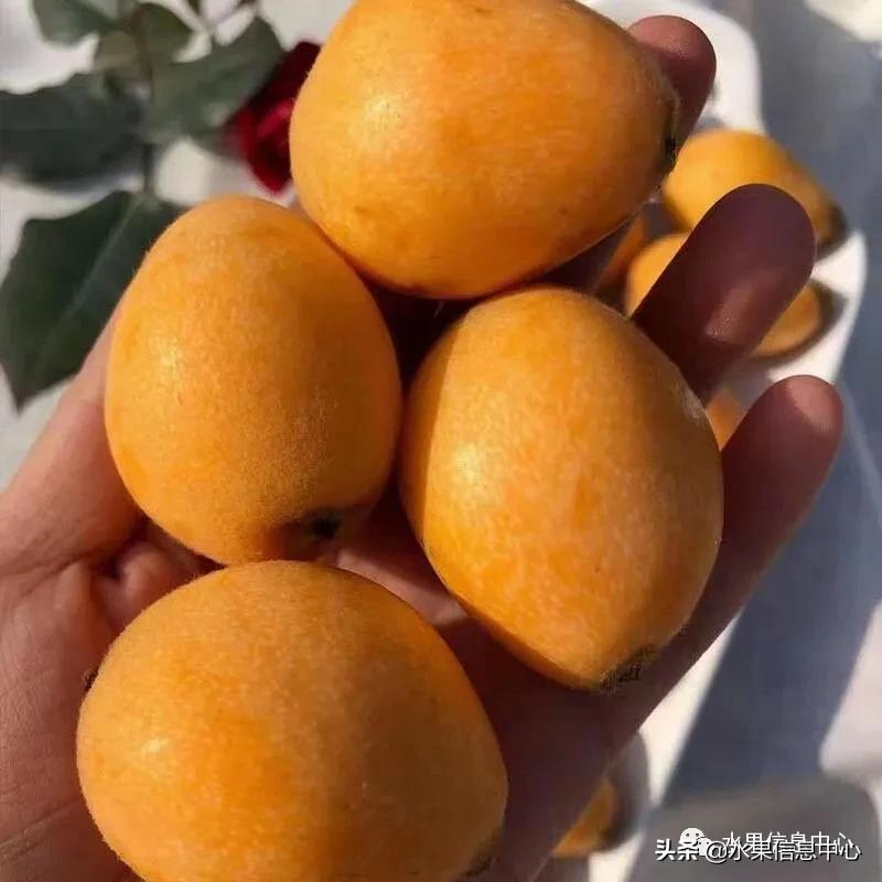 中國(guó)到底哪里的枇杷最好吃?