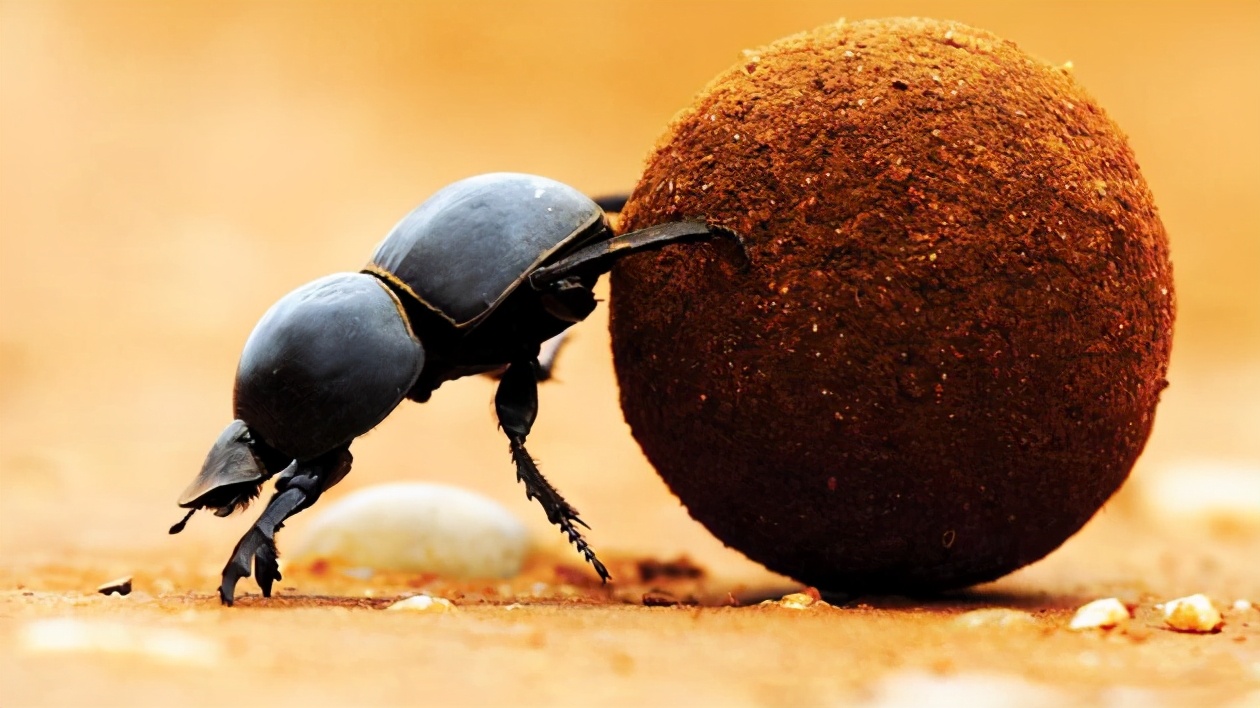 動物界的九大“超級英雄”，蟲恐慎入