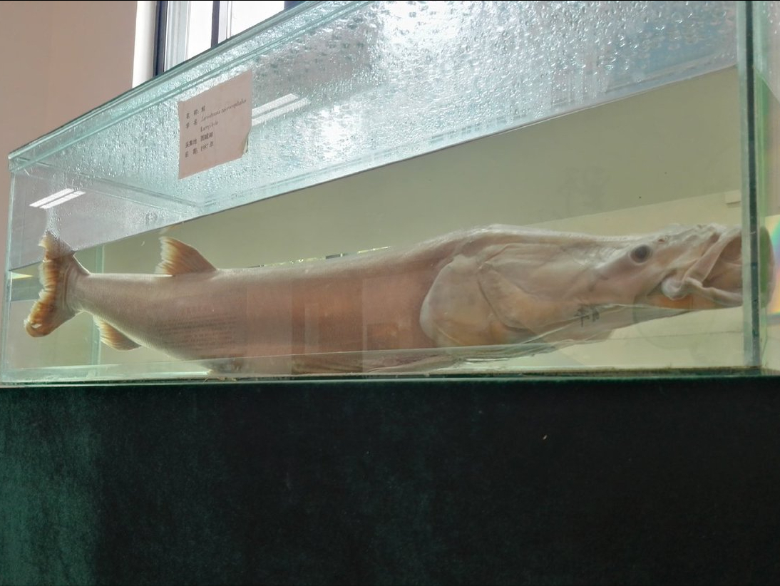 鯮鱼曾广泛分布可长到2米如今很难见到